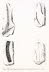 Alcyonidiopsis longobardiae MASSALONGO, 1856